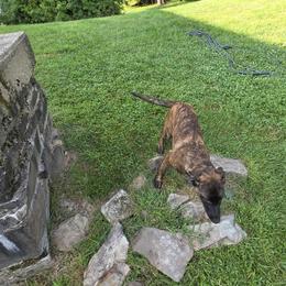 Dutch Shepherd Puppies from Acadia CanineTM