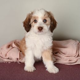 Aussiedoodle Puppies from Frenchie LOVE and Doodles
