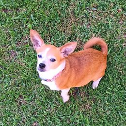 Jenny - Chihuahua