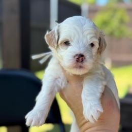 Popsicle - White male Sheepadoodle puppy in Wharton, Texas from Little Fur Friends