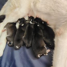 Boy 2 - Black and white male Siberian Husky puppy in Coatesville, Pennsylvania from Amore Puppies