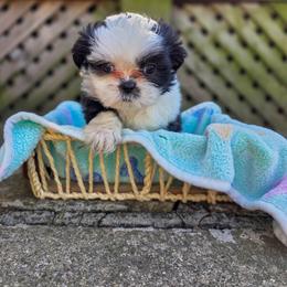 Poodle, Shichon, Shihpoo, Shih Tzu, and Shorkie Puppies from Ever After Tails