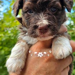 Vera - Red phantom female Aussiedoodle puppy in Vinemont, Alabama from Cotton Country Kennels