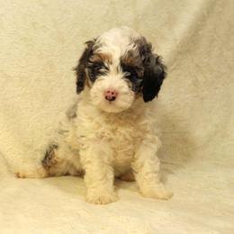 Girl 3 - female Bernedoodle puppy in Mechanicsville, Virginia from Loblolly Moon Farm