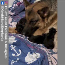 German Shepherd Puppies from North Shore Shepherds