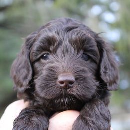 Australian Labradoodle Puppies from IvyLane Labradoodles