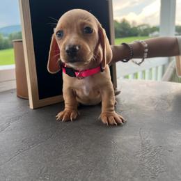 Dachshund Puppies from Blue Ridge Mountain Weenies