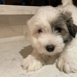 Coton de Tulear Puppies from Gidget Cotons - ACC