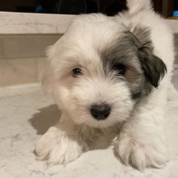 Coton de Tulear Puppies from Gidget Cotons - ACC