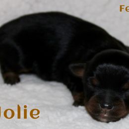 Jolie - Black tri female Miniature Australian Shepherd puppy in Paris, Texas from Kuttin’ Up Mini Aussies