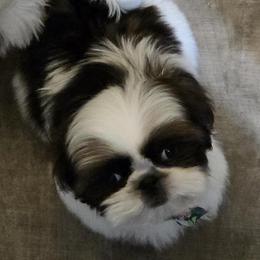 Boy 1 - male Shih Tzu puppy in Riverside, California from Raincross Shih Tzu