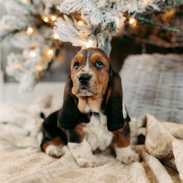 Basset Hound and Dalmatian Puppies from Lazy B Bassets and Dalmatians