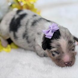 Purple collar - Blue merle female Aussiedoodle puppy in 32046, Florida from River Hill Ranch
