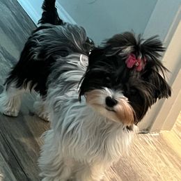 Paris - Yorkshire Terrier