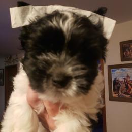 Charlie - Parti male Yorkshire Terrier puppy in Mattoon, Illinois from Strohlz Yorkies