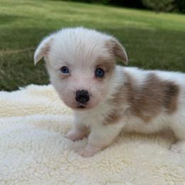 Gracie - Red merle and white female American Corgi puppy in Stillwater, Oklahoma from Steele Family Farms