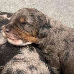 Alpine - Merle male Bernedoodle puppy in Monument, Colorado from Colorado Dreamin Doodles