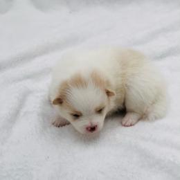 Sage 1550 - Cream parti female Pomeranian puppy in Douglas, Georgia from Heartland small breeds