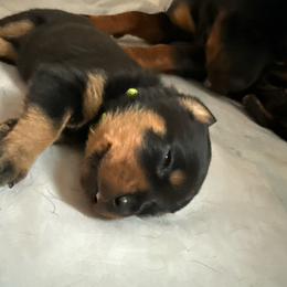 (Sam)antha - Black and rust female Rottweiler puppy in Eagle Mountain, Utah from Woolley Darlings