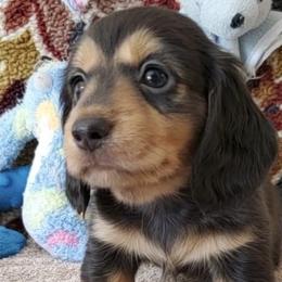 Dachshunds from Ming's Mongols