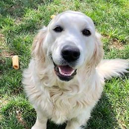 Dolly - Golden Retriever