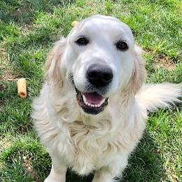 Dolly - Golden Retriever
