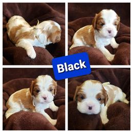 Cavalier King Charles Spaniel Puppies from Above All Else Love