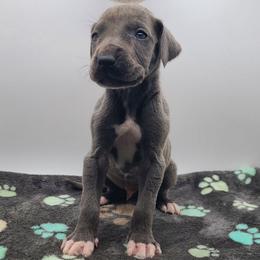 Roman - Blue male Great Dane puppy in Kannapolis, North Carolina from Carolina Great Danes & Toy Poodles