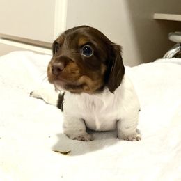 Uncle Fester - Piebald male Dachshund puppy in Sterling, Colorado from Country Chics Doxies