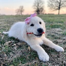 Golden Retriever Puppies from Good Life Goldens
