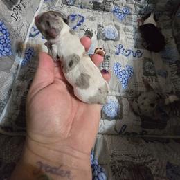 Mercedes - Merle female Chihuahua puppy in Amity, Pennsylvania from Baxters Chihuahuas