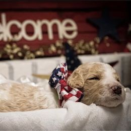 Goldendoodle Puppies from Best Doodles