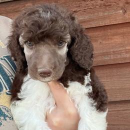 Coco - Cafe au lait female Poodle puppy in Roseville, California from Aura & Luxe Poodles