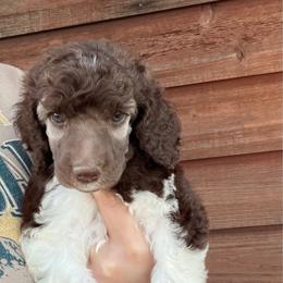 Coco - Cafe au lait female Poodle puppy in Roseville, California from Aura & Luxe Poodles