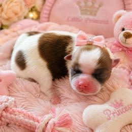 Jasmine - Sable and white female Shih Tzu puppy in Detroit, Michigan from Friends4everkennel LLC