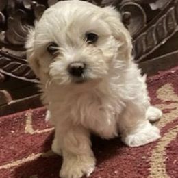 Shichons from Paws of Sunshine