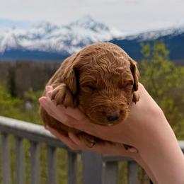 Apricot Boy - Red male Bernedoodle puppy in Anchorage, Alaska from Cascade Country Doodles