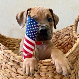 Pink collar - Red female Boerboel puppy in Livingston, Texas from Peterbuilt Boerboel