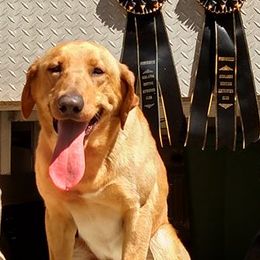 Labrador Retrievers from Sugar Cane Kennels