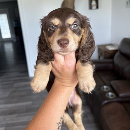 Sawyer - Chocolate and cream male Dachshund puppy in Stamford, Texas from West Texas Miniature Dachshunds