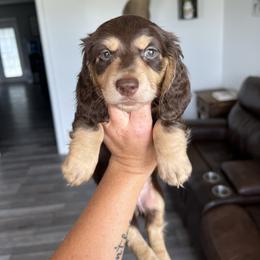 Sawyer - Chocolate and cream male Dachshund puppy in Stamford, Texas from West Texas Miniature Dachshunds
