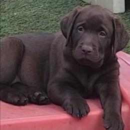 Chocolate girl - Chocolate female Labrador Retriever puppy in Corona, California from Whimsical Farms Labrador Retrievers