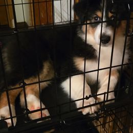 Maleficent (Millie) - Black tri-color female Australian Shepherd puppy in Princeton, West Virginia from Nana's Wild and Wonderful Aussies