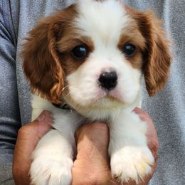 Finn - Blenheim male Cavalier King Charles Spaniel puppy in Binger, Oklahoma from King of the Hill Cavaliers