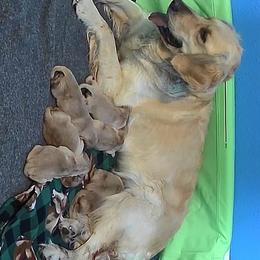 Girl 2 - Golden female Golden Retriever puppy in Great Falls, Montana from VS Golden Fields
