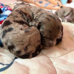 Jamaica - Merle female Cockapoo puppy in Lillington, North Carolina from Peace, Love, and Puppies at the Creek