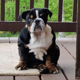Bulldog, Doberman Pinscher, and French Bulldog Puppies from Snapp Valley Bulldogs
