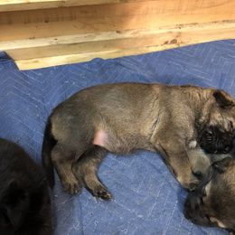 German Shepherd Puppies from Von Fousthaus GSDogs