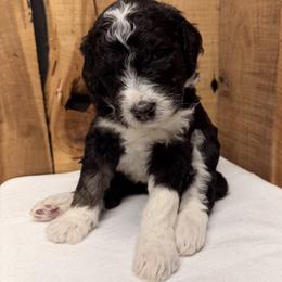 Girl 3 - Black and white female Aussiedoodle puppy in Lavonia, Georgia from H & A Kennels