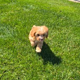 Dax - Red male Cavapoo puppy in Apple Creek, Ohio from Grandeur Valley Puppies